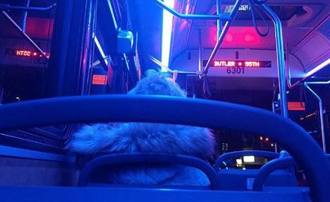 Technical Aspects of Blue Lights in Buses