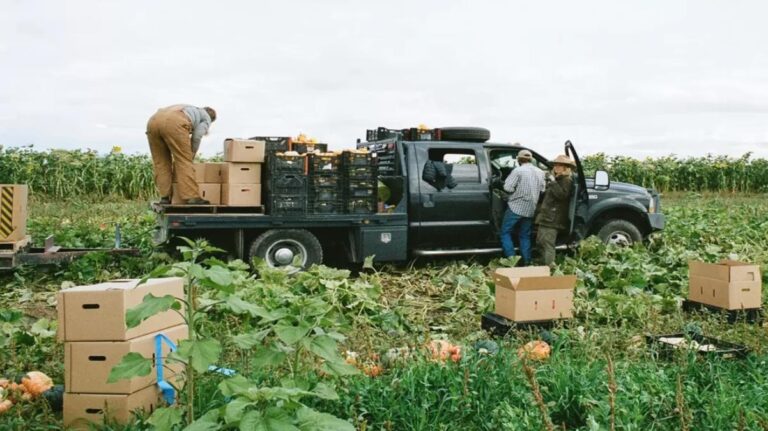 Why Is Truck Farming Important? A Complete Breakdown