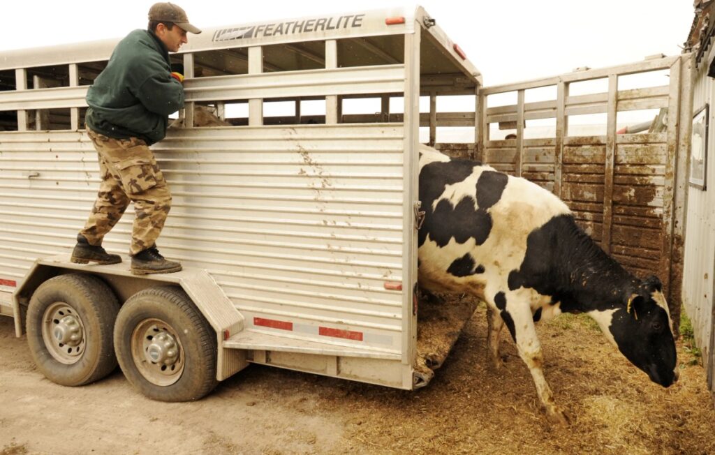 How Many Cattle Are In A Truck Load