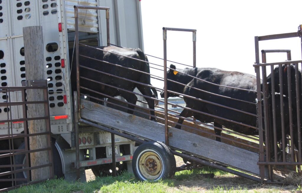 How Many Cattle Fit In A Cattle Truck