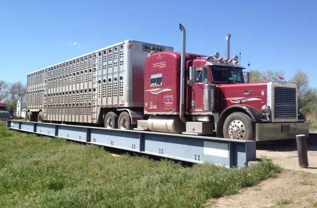 How Many Cows Fit In A 24 Foot Trailer