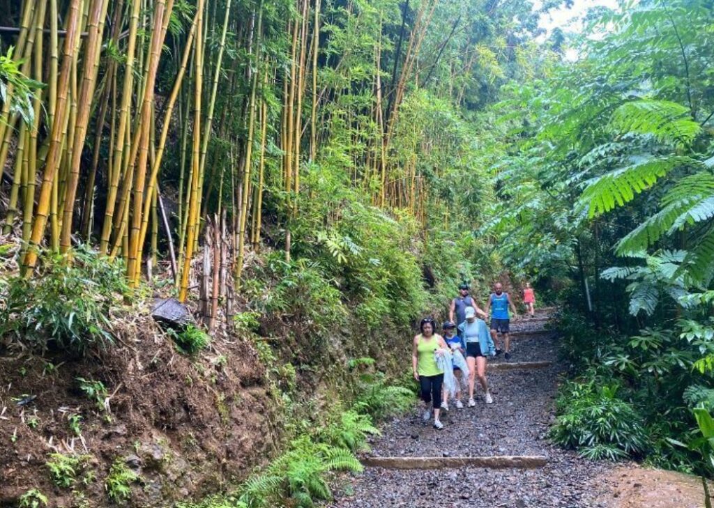 How Much Does It Cost To Get Into Manoa Falls
