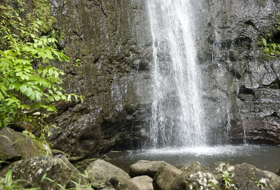 How To Get To Manoa Falls Trail On Bus